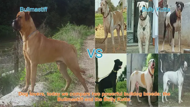 Video thumbnail for Bullmastiff vs. Bully Kutta: A Comparison of Two Powerful Bulldog Breeds