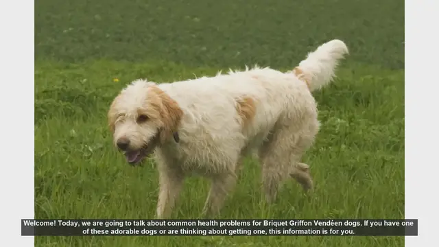 Video thumbnail for Common Health Problems in Briquet Griffon Vendéen Dogs