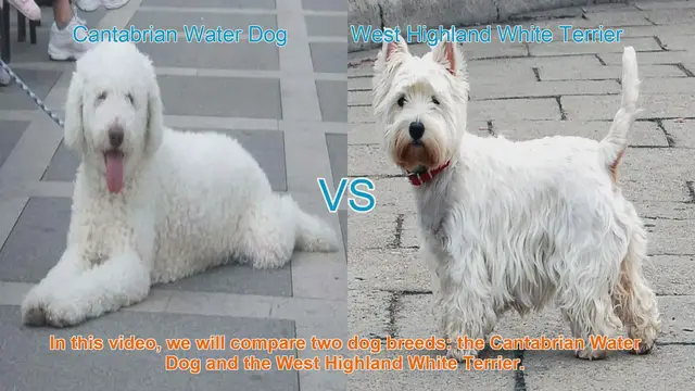 Video thumbnail for Comparing Cantabrian Water Dog and West Highland White Terrier