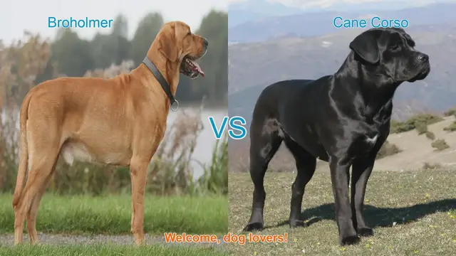 Video thumbnail for Broholmer vs. Cane Corso: A Comprehensive Comparison