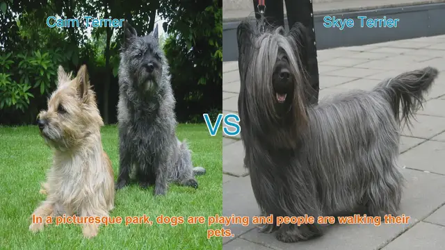 Video thumbnail for Cairn Terrier vs. Skye Terrier: A Comparison of Charming Dog Breeds