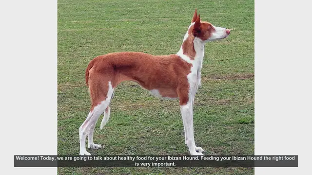 Video thumbnail for Healthy Food Tips for Your Ibizan Hound