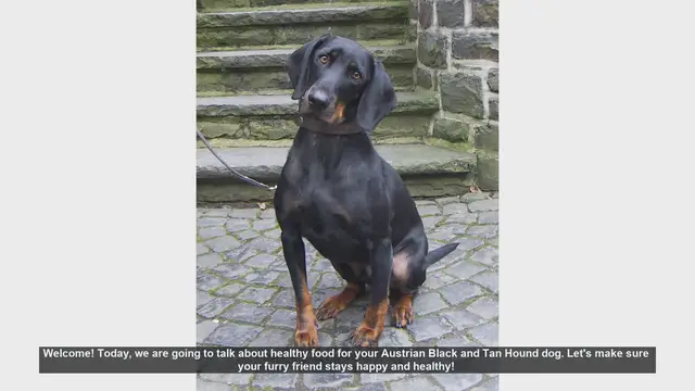 Video thumbnail for Healthy Diet Tips for Your Austrian Black and Tan Hound