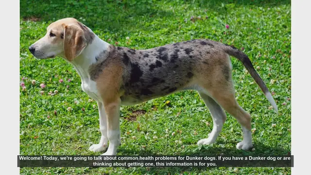 Video thumbnail for Common Health Problems in Dunker Dogs: What You Need to Know