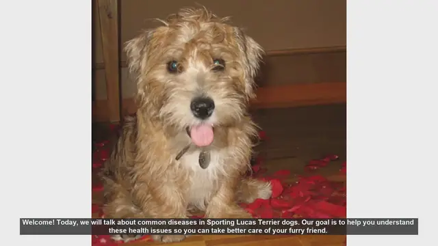 Video thumbnail for Common Health Issues in Sporting Lucas Terrier Dogs