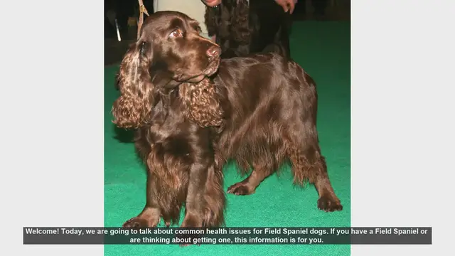 Video thumbnail for Common Health Issues in Field Spaniel Dogs: What You Need to Know