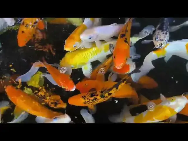 Video thumbnail for Koi Care in Drought: Keeping Your Pond Healthy