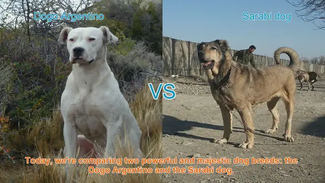 Video thumbnail for Dogo Argentino vs. Sarabi Dog: A Comprehensive Comparison