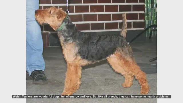 Video thumbnail for Common Health Issues in Welsh Terriers and How to Prevent Them