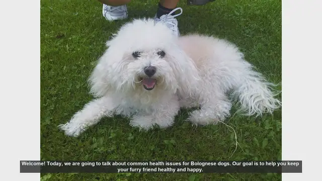 Video thumbnail for Common Health Issues in Bolognese Dogs: Tips for a Healthy and Happy Pet