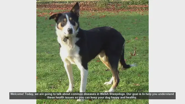 Video thumbnail for Common Health Issues in Welsh Sheepdogs: What You Need to Know