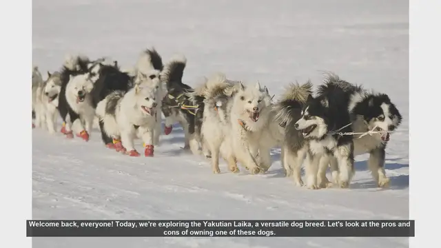 Video thumbnail for Yakutian Laika: Pros and Cons of This Versatile Dog Breed