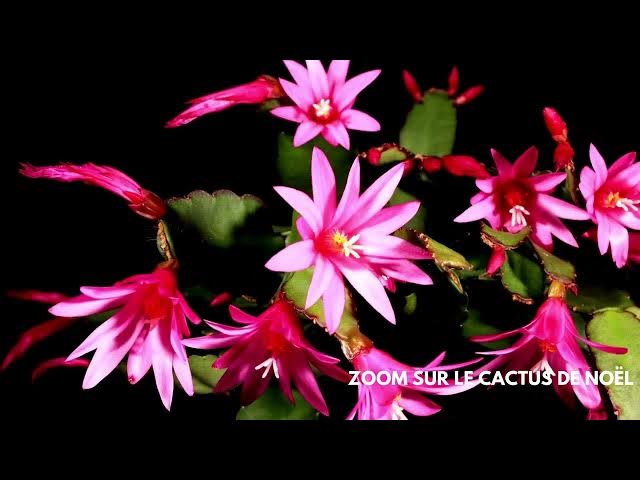 Video thumbnail for Mon Cactus de Noël ne fleurit pas ? LA solution ! #Schlumbergera #AstuceJardin #Fleurs