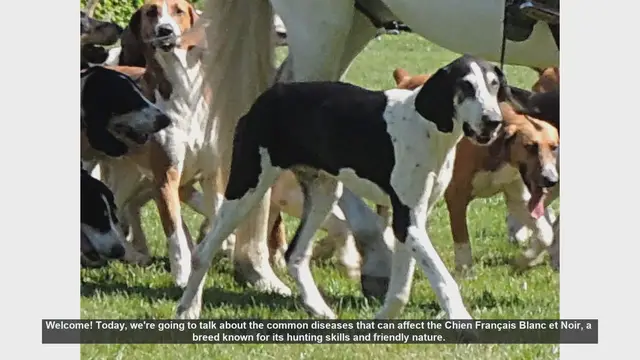 Video thumbnail for Common Health Issues in Chien Français Blanc et Noir: Prevention and Care