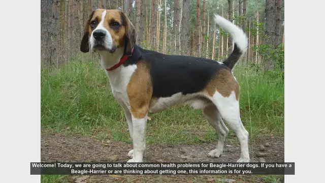 Video thumbnail for Common Health Problems in Beagle-Harrier Dogs