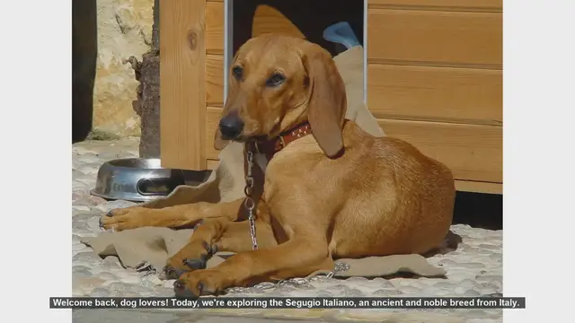 Video thumbnail for Segugio Italiano: Pros and Cons of This Ancient Italian Hound