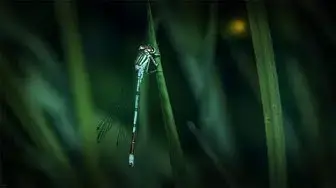 Video thumbnail for 🦟 L'ANIMAL TOTEM LIBELLULE : tout savoir !