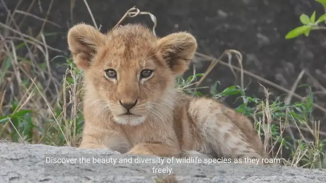 Video thumbnail for Unleashing the Beauty of Wildlife and Birdwatching