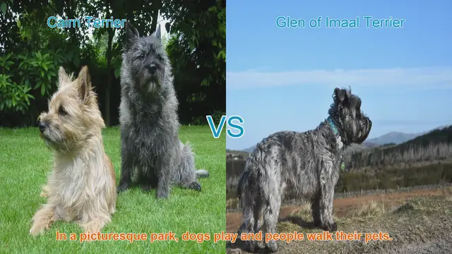 Video thumbnail for Cairn Terrier vs. Glen of Imaal Terrier: A Comparison of Two Lovable Breeds