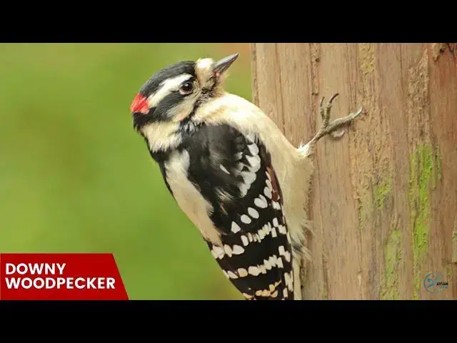 Video thumbnail for Minnesota's Woodpecker Diversity: A Feast for Bird Lovers