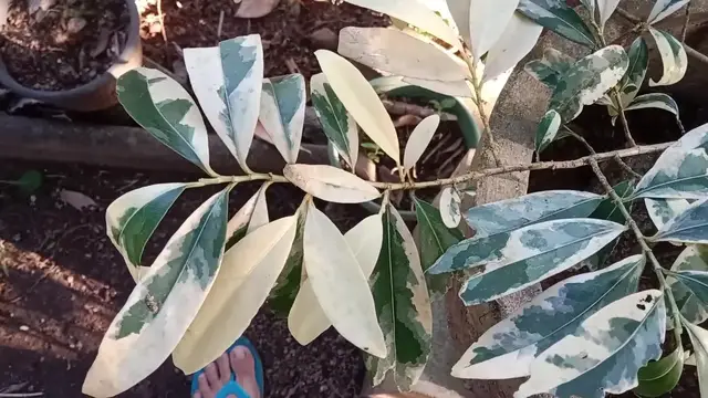 Video thumbnail for Matdo Variegated Plant