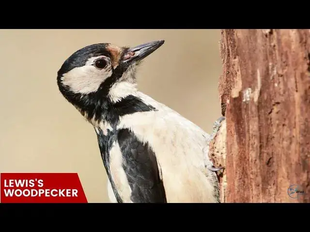 Video thumbnail for Birdwatching in Oregon: Discovering woodpeckers in the wild