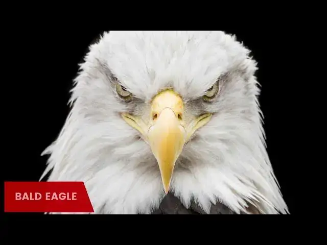 Video thumbnail for Discovering the Majestic Eagles of Missouri