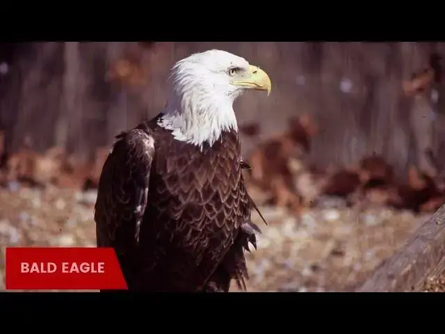 Video thumbnail for Discovering the Amazing Eagles of Michigan