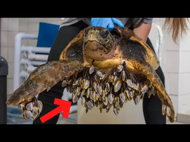 Video thumbnail for Kayaker Stumped When Turtle Follows Him, Until He Looks Down