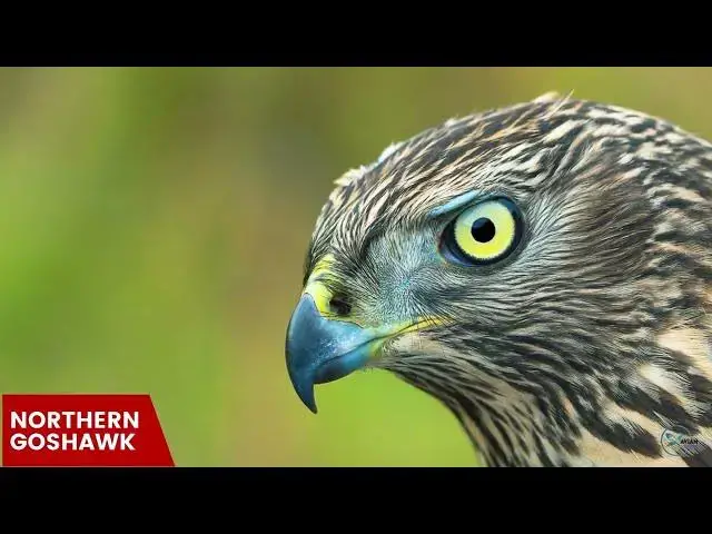 Video thumbnail for Hawks in Colorado: Sky Guardians of the Centennial State