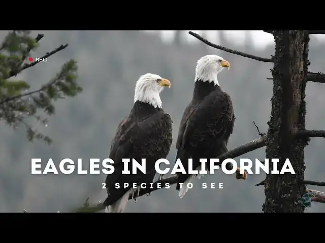 Video thumbnail for Eagles in California: A Closer Look