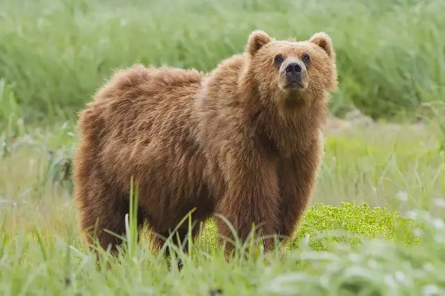 'Video thumbnail for bear is scary'