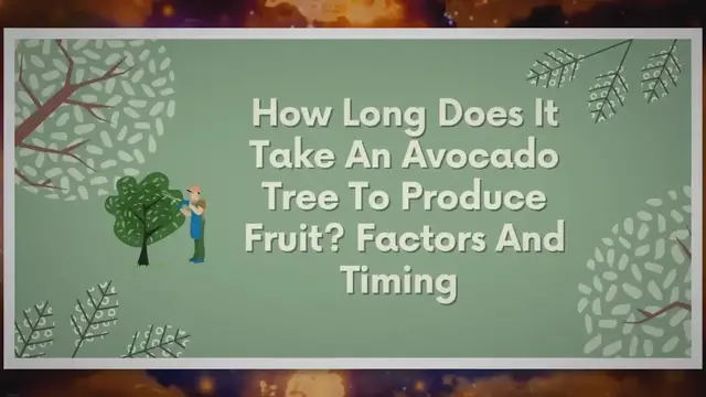 Video thumbnail for Unlocking the Secrets of Avocado Trees: How Long Does it Really Take to Get Fruit?