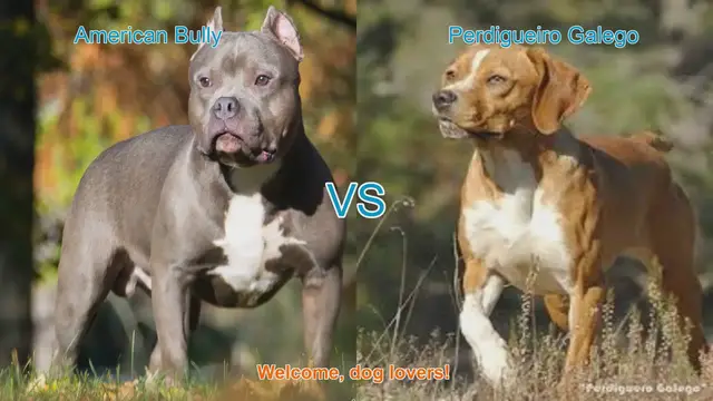 Video thumbnail for American Bully vs. Perdigueiro Galego: A Comparison of Two Unique Dog Breeds