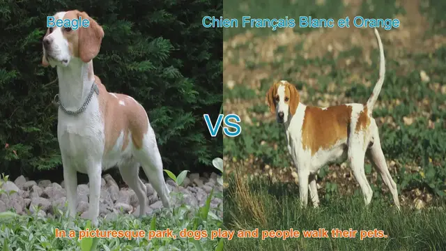 Video thumbnail for Beagle vs. Chien Français Blanc et Orange: A Breed Comparison