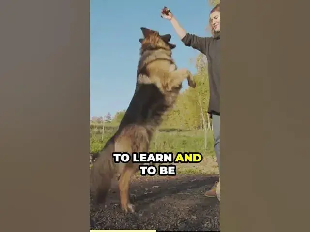 'Video thumbnail for The World of Paws German Shepherds'