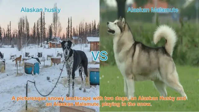 Video thumbnail for Alaskan Husky vs. Alaskan Malamute: A Comparative Guide