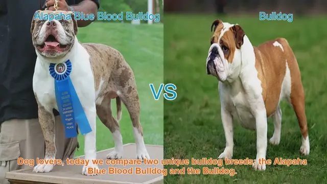Video thumbnail for Bulldog Showdown: Alapaha Blue Blood vs. English Bulldog