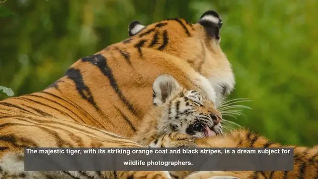 Video thumbnail for 10 Scenic Tiger Reserves for Wildlife Photography