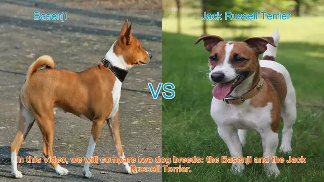 Video thumbnail for Basenji vs. Jack Russell Terrier: A Breed Comparison
