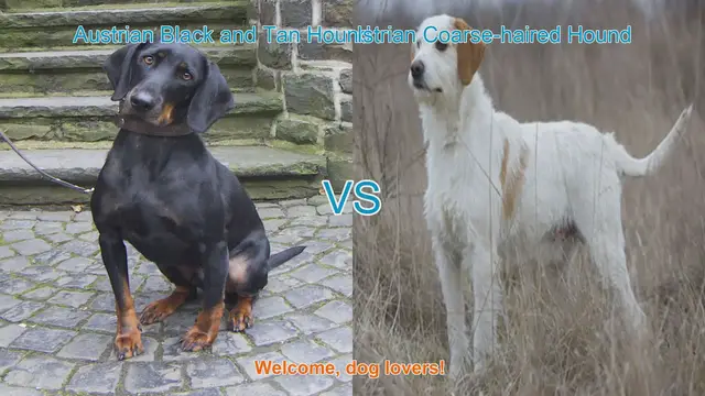 Video thumbnail for Austrian Black and Tan Hound vs. Istrian Coarse-haired Hound: A Breed Comparison