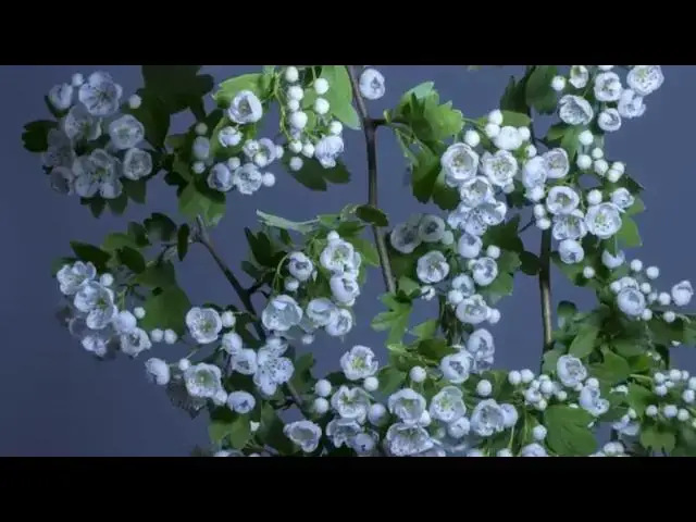 Video thumbnail for Trust Makes Us Fly