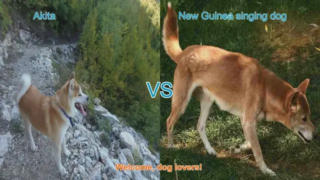 Video thumbnail for Akita VS New Guinea singing dog