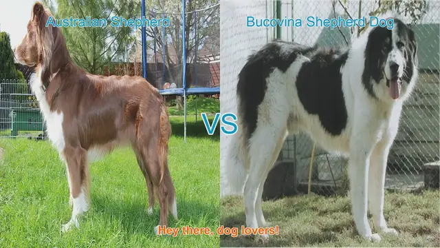 Video thumbnail for Australian Shepherd vs. Bucovina Shepherd Dog: A Breed Comparison