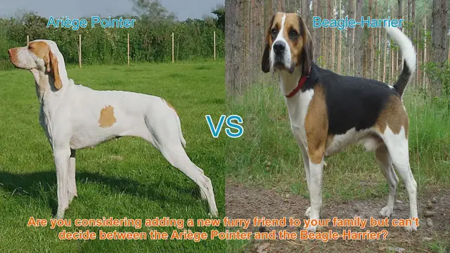 Video thumbnail for Ariège Pointer vs. Beagle-Harrier: A Detailed Comparison