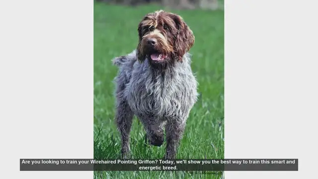 Video thumbnail for Effective Training Tips for Your Wirehaired Pointing Griffon