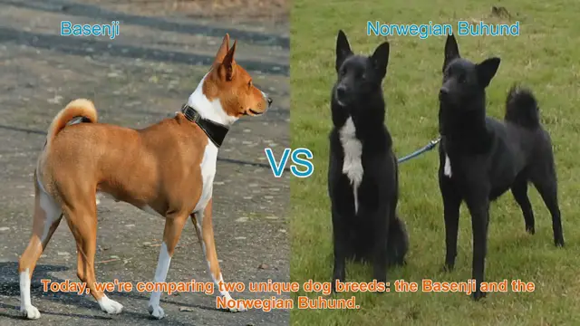 Video thumbnail for Basenji vs. Norwegian Buhund: A Comprehensive Comparison