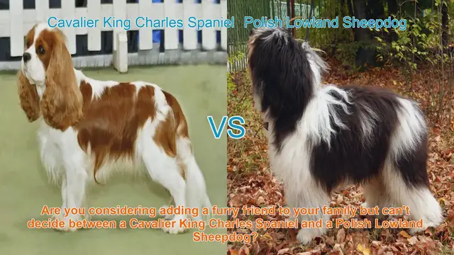 Video thumbnail for Cavalier King Charles Spaniel vs. Polish Lowland Sheepdog: A Detailed Comparison