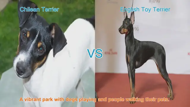 Video thumbnail for Chilean Terrier vs. English Toy Terrier: A Charming Breed Comparison