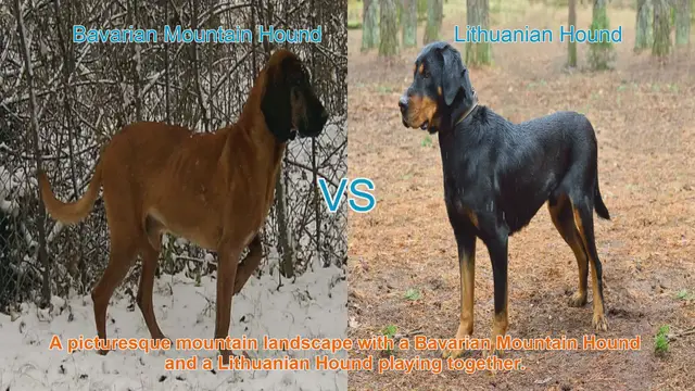 Video thumbnail for Exploring the Bavarian Mountain Hound and Lithuanian Hound: A Comprehensive Guide